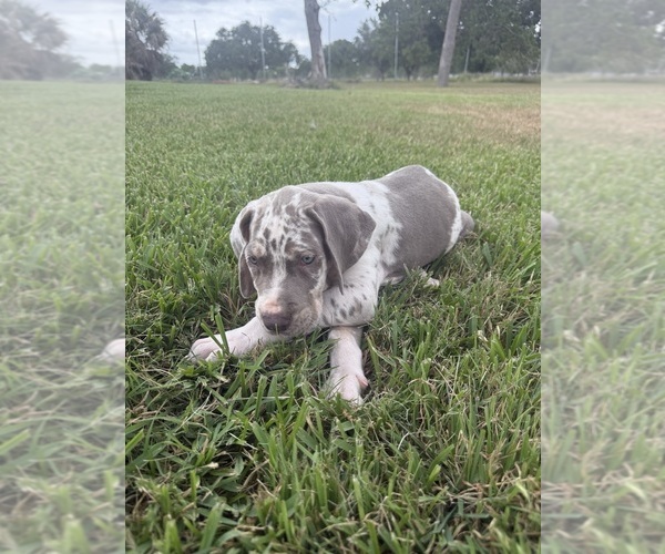 Medium Photo #7  Breeder Profile in HALLETTSVILLE, TX, USA