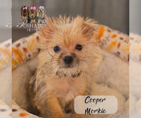 Medium Photo #9  Breeder Profile in ELMHURST, IL, USA