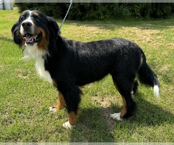 Medium Photo #20  Breeder Profile in MERRILL, MI, USA
