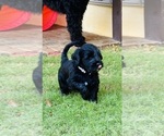 Small #11 Breeder Profile image