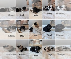Miniature Australian Shepherd Dog Breeder near GLENWOOD, IN, USA
