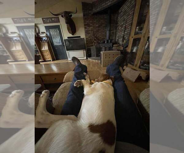 Medium Photo #60  Breeder Profile in HORTENSE, GA, USA
