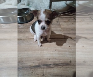 Chihuahua Dog Breeder near SHALLOTTE, NC, USA