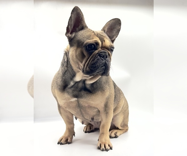 Medium Photo #1  Breeder Profile in TRACY, CA, USA