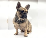 Small breeder photo