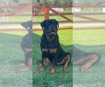 Small breeder photo