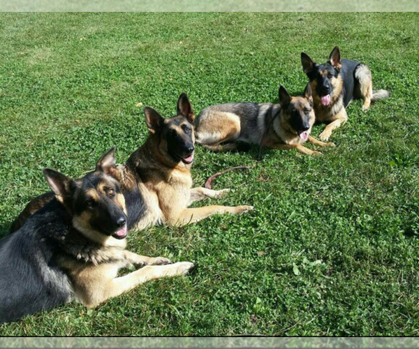 Medium Photo #1  Breeder Profile in BILLINGS, MO, USA