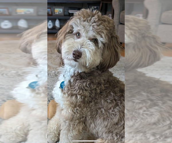 Medium Photo #17  Breeder Profile in SHIOCTON, WI, USA
