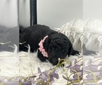 Small #2 Breeder Profile image