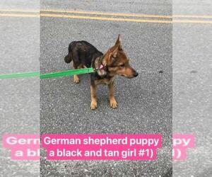 German Shepherd Dog Dog Breeder near FREEPORT, FL, USA