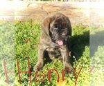 Small breeder photo