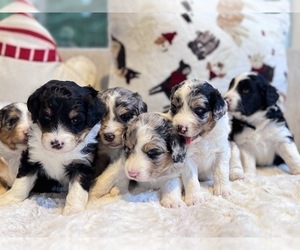 Australian Shepherd Dog Breeder near BARNESVILLE, MD, USA