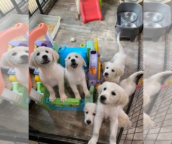 Medium Photo #9  Breeder Profile in URBANA, OH, USA