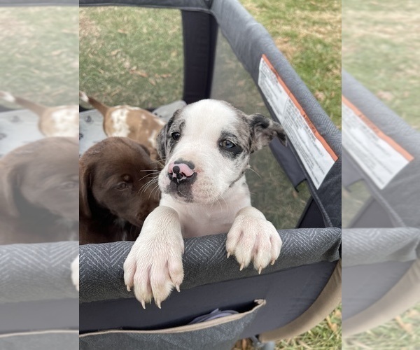 Medium Photo #5  Breeder Profile in WESTFIELD, NC, USA