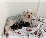 Small #1 Breeder Profile image