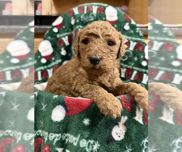 Medium Photo #16  Breeder Profile in HAZEL GREEN, KY, USA