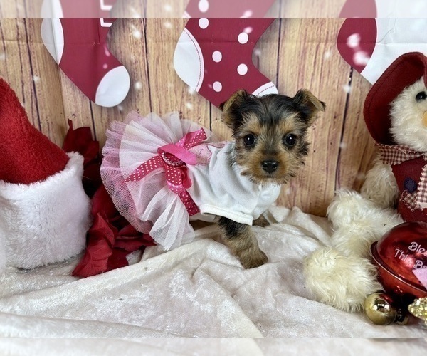 Medium Photo #7  Breeder Profile in CASSVILLE, MO, USA