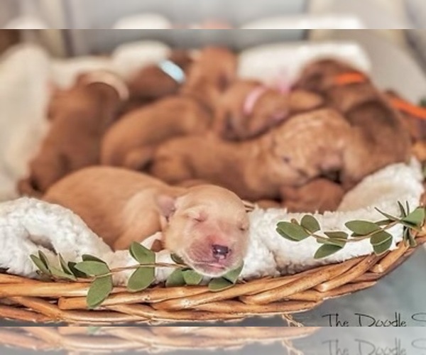 Medium Photo #5  Breeder Profile in BAKERSFIELD, CA, USA