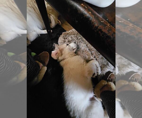 Medium Photo #1  Breeder Profile in NEW RINGGOLD, PA, USA