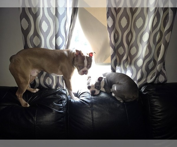 Medium Photo #5  Breeder Profile in ROCHESTER, NH, USA