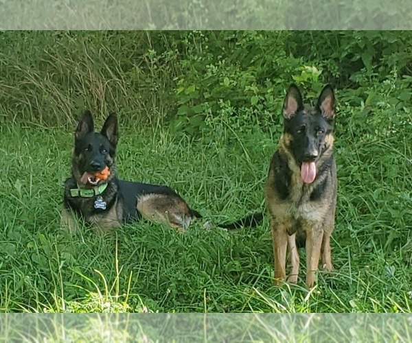 Medium Photo #1  Breeder Profile in STOCKTON, IL, USA