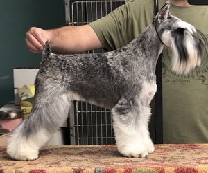 Schnauzer (Miniature) Dog Breeder near SAN DIEGO, CA, US