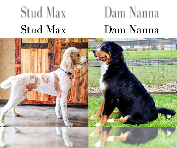 Medium Photo #1  Breeder Profile in BROOMFIELD, CO, USA