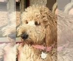 Small breeder photo