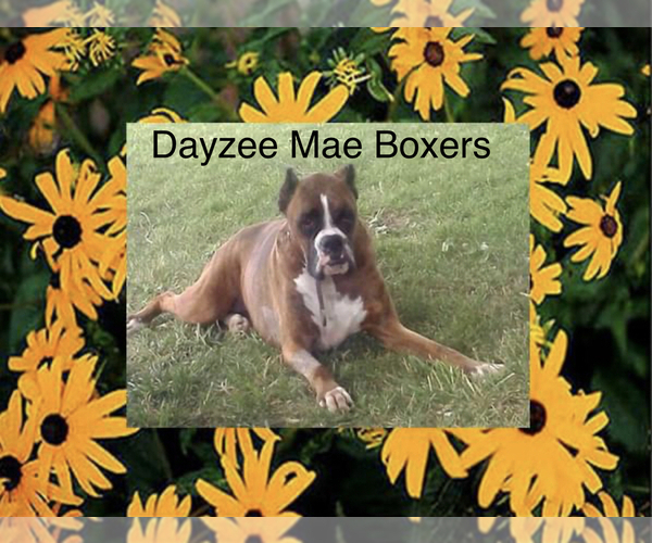 Medium Photo #1  Breeder Profile in KEOKUK, IA, USA