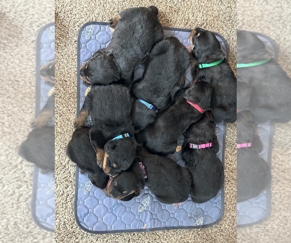 Medium Photo #2  Breeder Profile in TOMS RIVER, NJ, USA