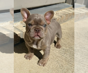 French Bulldog Dog Breeder near HUMBLE, TX, USA