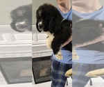 Small #64 Breeder Profile image