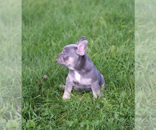 Medium Photo #3  Breeder Profile in MAPLE GROVE, MN, USA