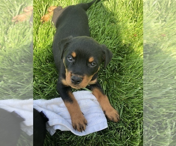 Medium Photo #72  Breeder Profile in OAK GLEN, CA, USA