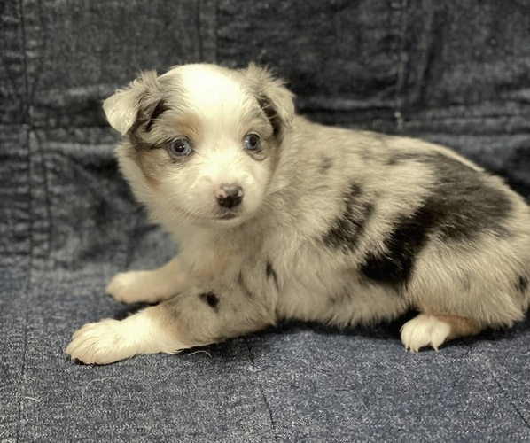 Medium Photo #4  Breeder Profile in VALLIANT, OK, USA