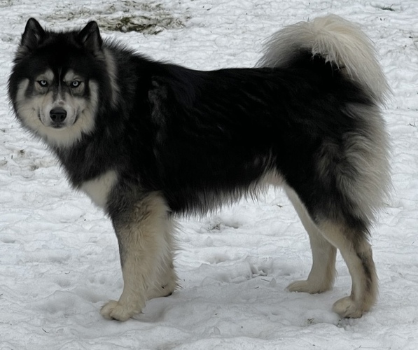 Medium Photo #1  Breeder Profile in EVERETT, WA, USA