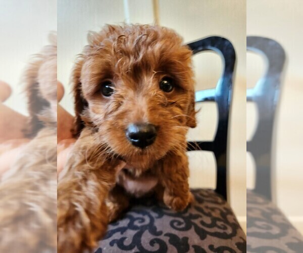 Medium Photo #16  Breeder Profile in GRAND RAPIDS, MI, USA