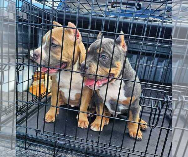 Medium Photo #1  Breeder Profile in ROEBUCK, SC, USA