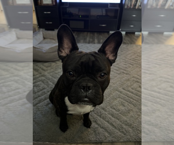 Medium Photo #1  Breeder Profile in MORRISTON, FL, USA