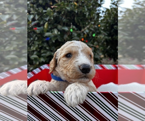 Medium Photo #6  Breeder Profile in ENTERPRISE, AL, USA