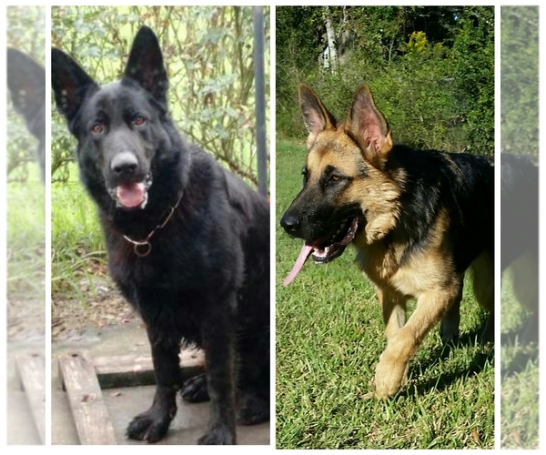 Medium Photo #1  Breeder Profile in NEW CANEY, TX, USA