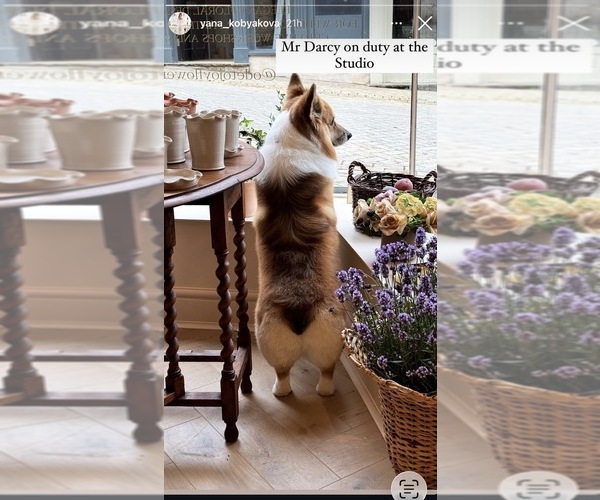 Medium Photo #9  Breeder Profile in WEATHERFORD, TX, USA