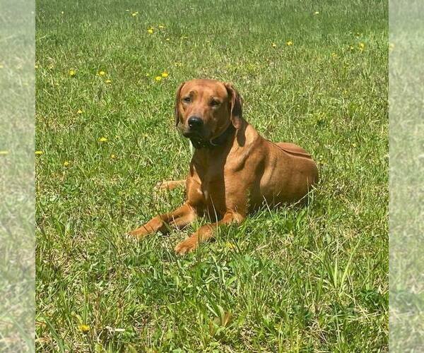 Medium Photo #1  Breeder Profile in CARTHAGE, NY, USA