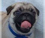Small #4 Breeder Profile image