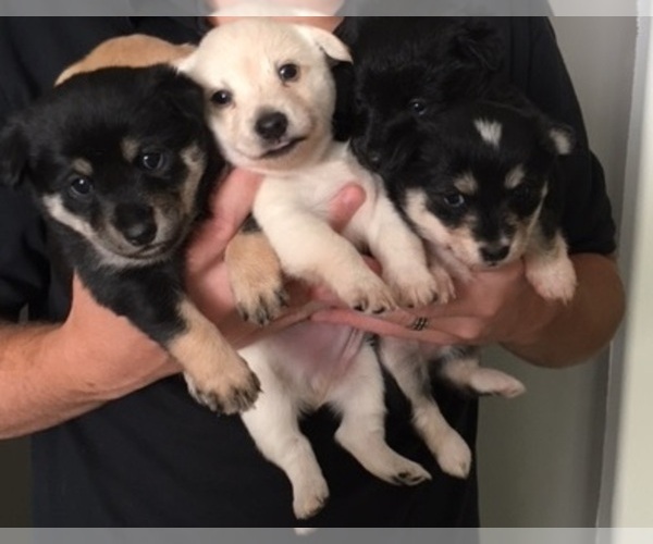 Medium Photo #1  Breeder Profile in BAKERSFIELD, CA, USA