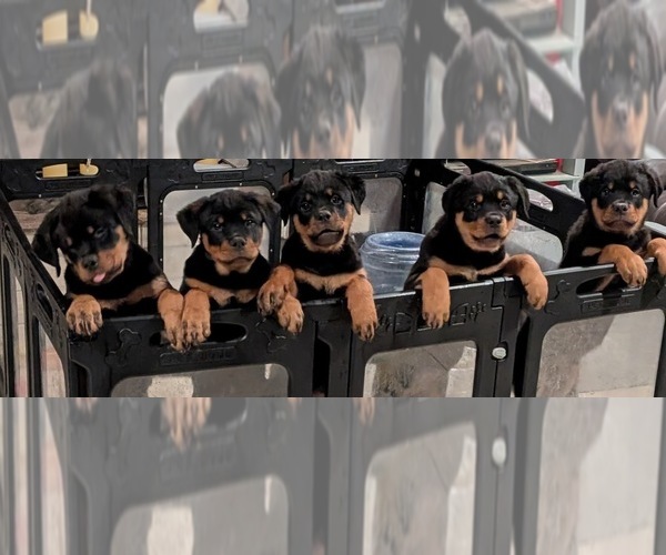 Medium Photo #1  Breeder Profile in PHOENIX, AZ, USA