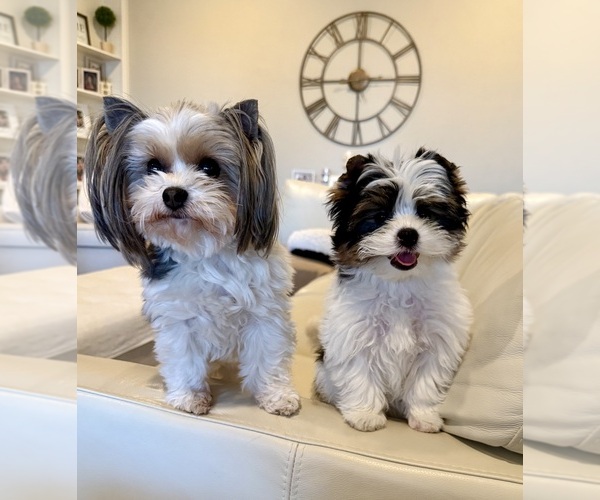 Medium Photo #17  Breeder Profile in PLANO, TX, USA