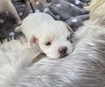 Small #4 Breeder Profile image