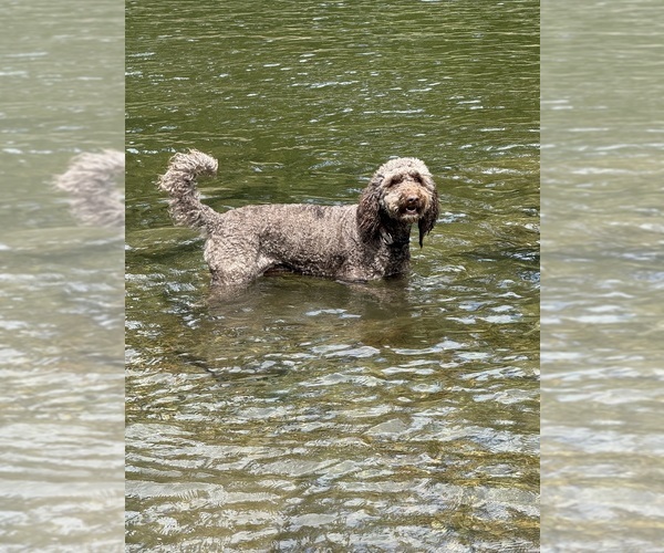 Medium Photo #6  Breeder Profile in DEER PARK, WA, USA