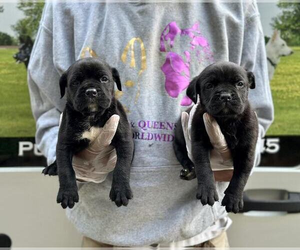 Medium Photo #1  Breeder Profile in MARIETTA, GA, USA